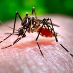 Dengue: Brasil passa de 4 milhões de casos; mortes chegam a 1.937