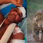 Vaqueiro é atacado por onça em Campinaçu e sobrevive após se defender com facão