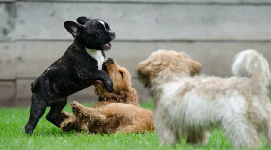 playing-puppies-ga9a1ae823_1920-768x508