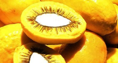 Pequi (Foto: Reprodução - Agência Brasil)