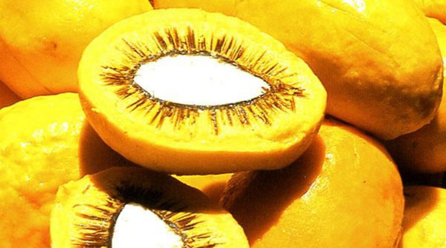 Pequi (Foto: Reprodução - Agência Brasil)