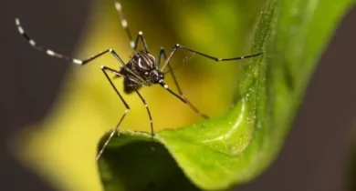 DF-corre-risco-de-enfrentar-epidemia-de-chikungunya-em-2025-600x400