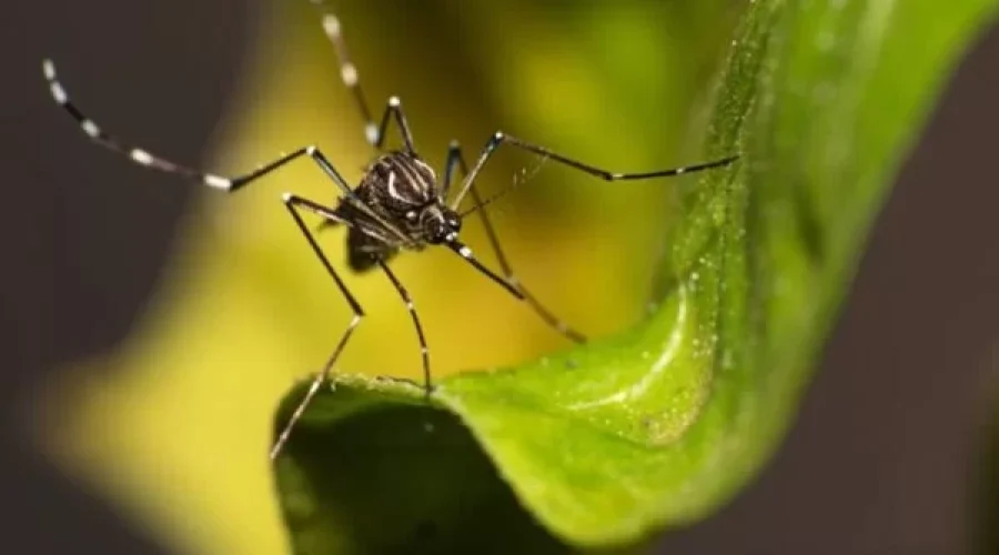 DF-corre-risco-de-enfrentar-epidemia-de-chikungunya-em-2025-600x400