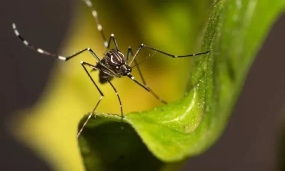 DF-corre-risco-de-enfrentar-epidemia-de-chikungunya-em-2025-600x400