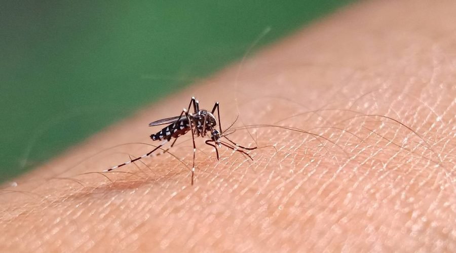 Dengue