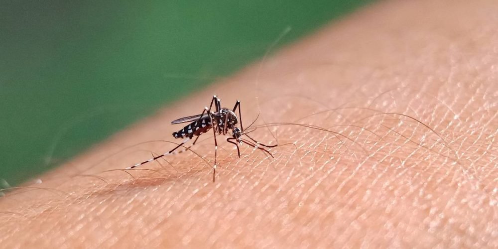 Dengue